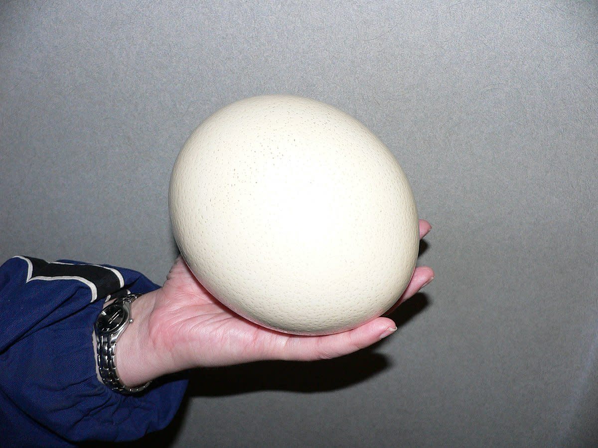 Detail Pics Of Ostrich Eggs Nomer 13