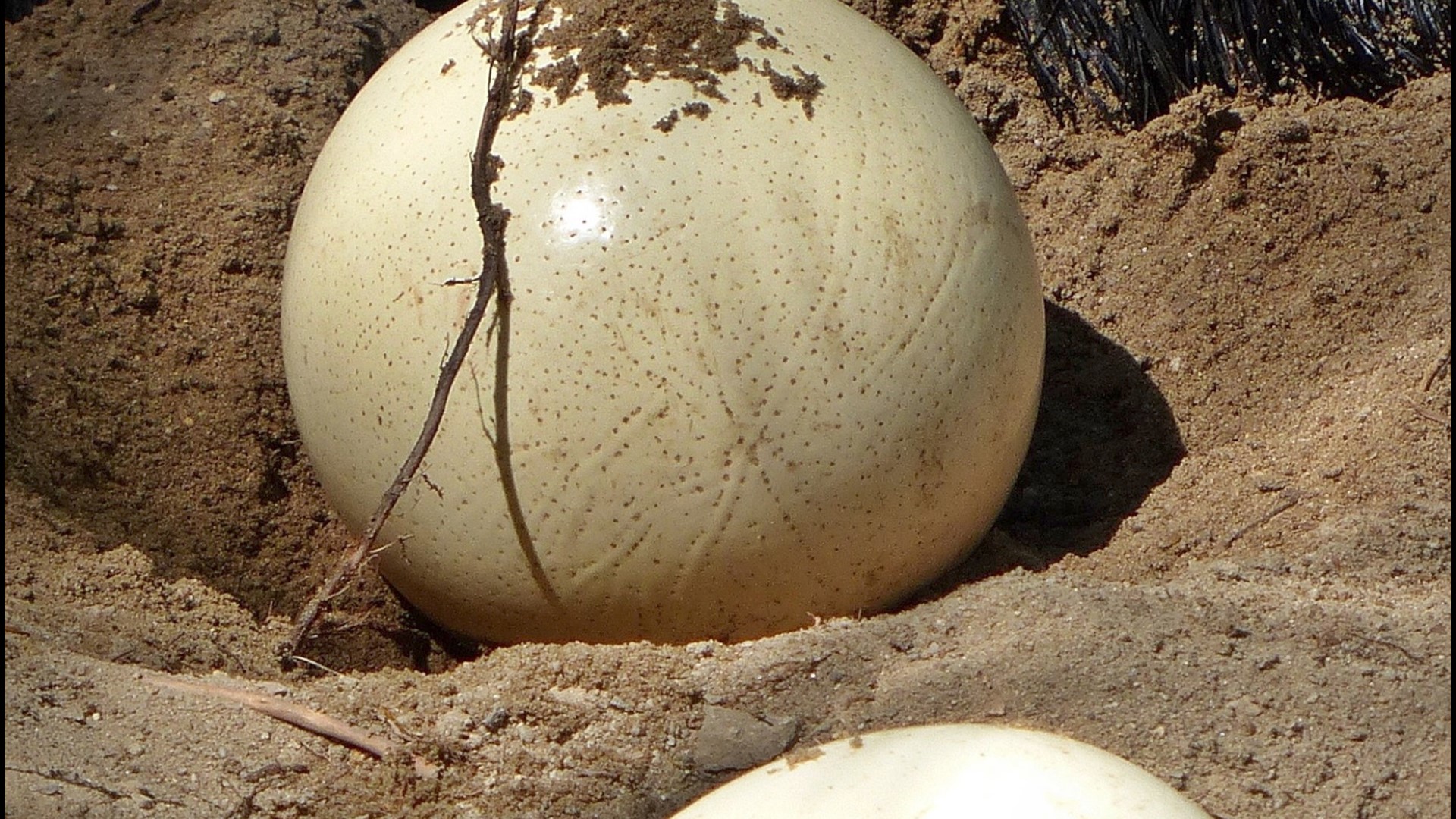 Detail Pics Of Ostrich Eggs Nomer 20