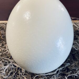 Detail Pics Of Ostrich Eggs Nomer 24