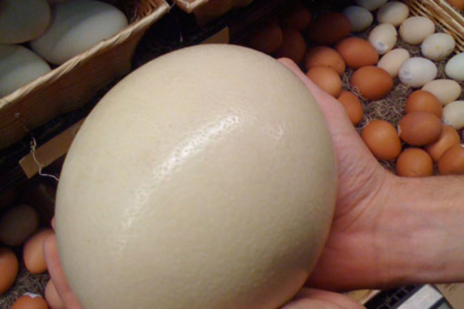 Detail Pics Of Ostrich Eggs Nomer 8