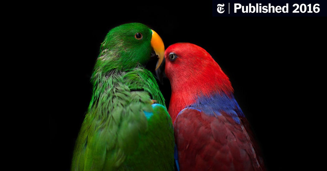 Detail Pics Of Parrots Nomer 32