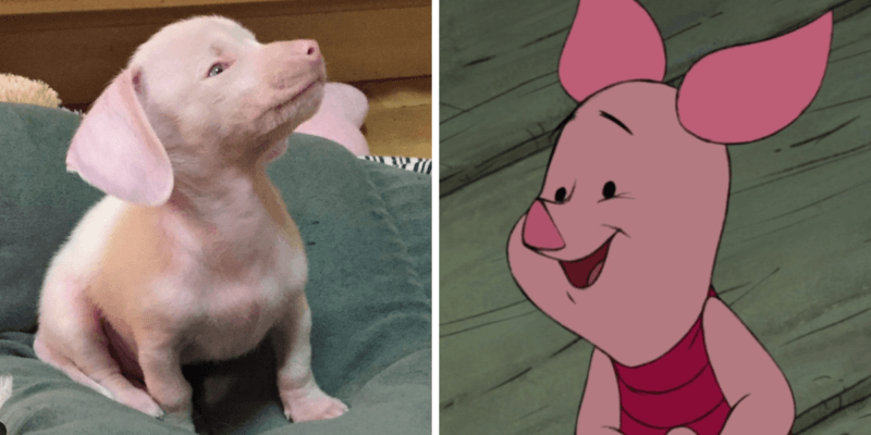 Detail Pics Of Piglet From Winnie The Pooh Nomer 35