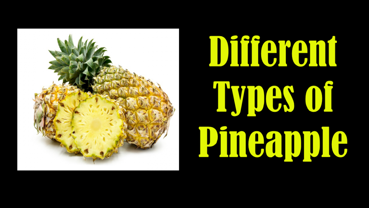 Detail Pics Of Pineapples Nomer 45