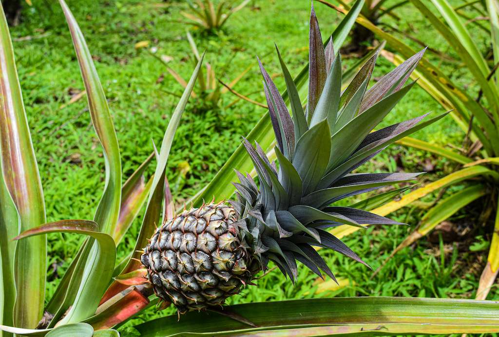 Detail Pics Of Pineapples Nomer 49