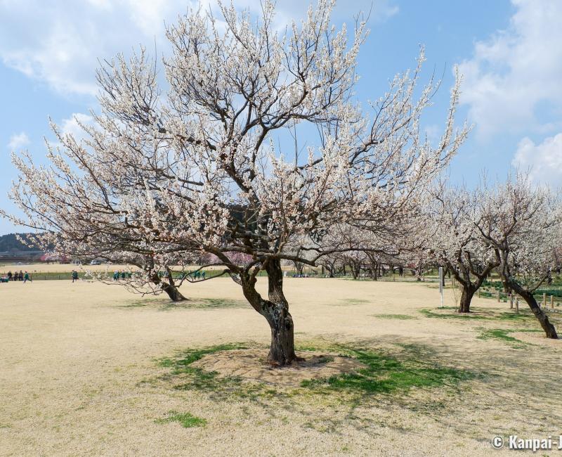 Detail Pics Of Plum Trees Nomer 11