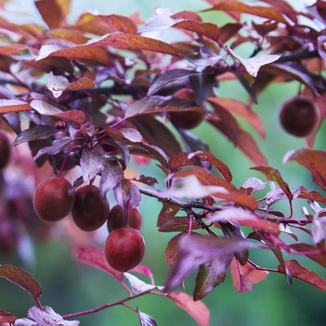 Detail Pics Of Plum Trees Nomer 48