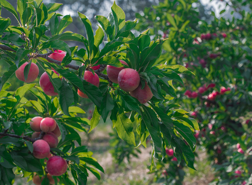 Detail Pics Of Plum Trees Nomer 51