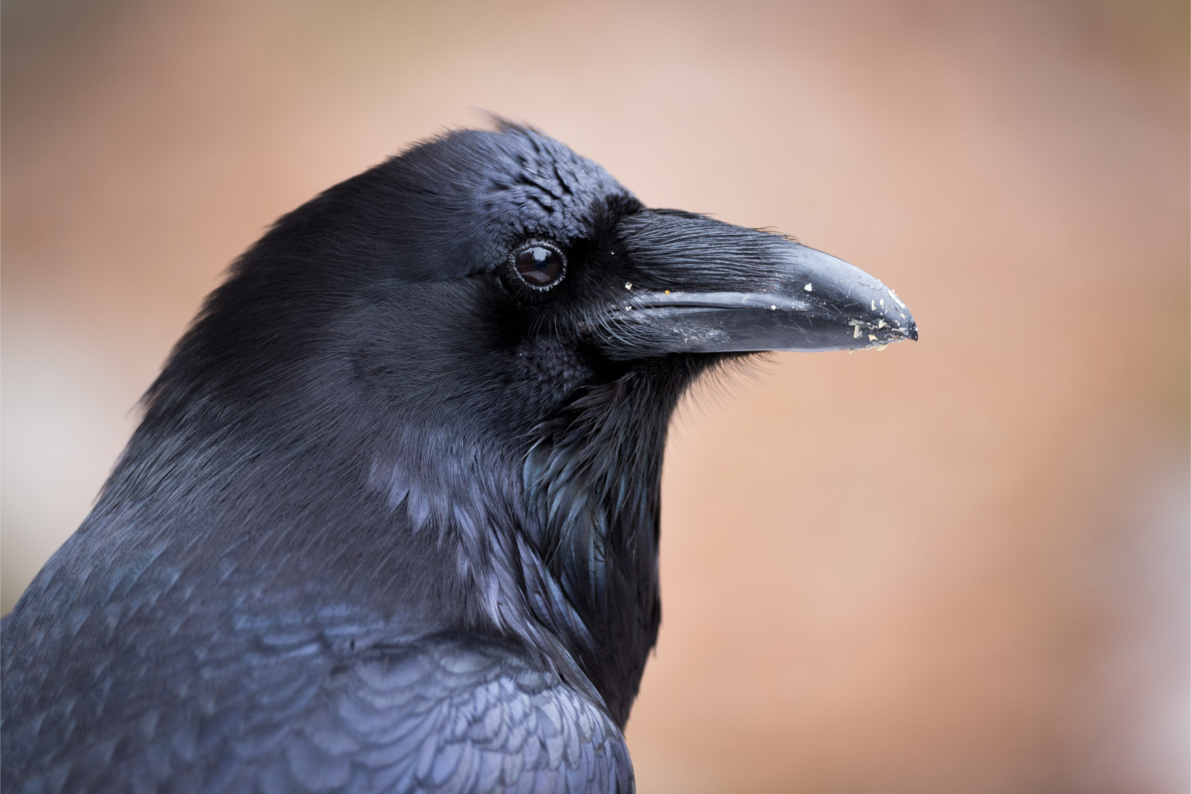 Detail Pics Of Raven Nomer 4