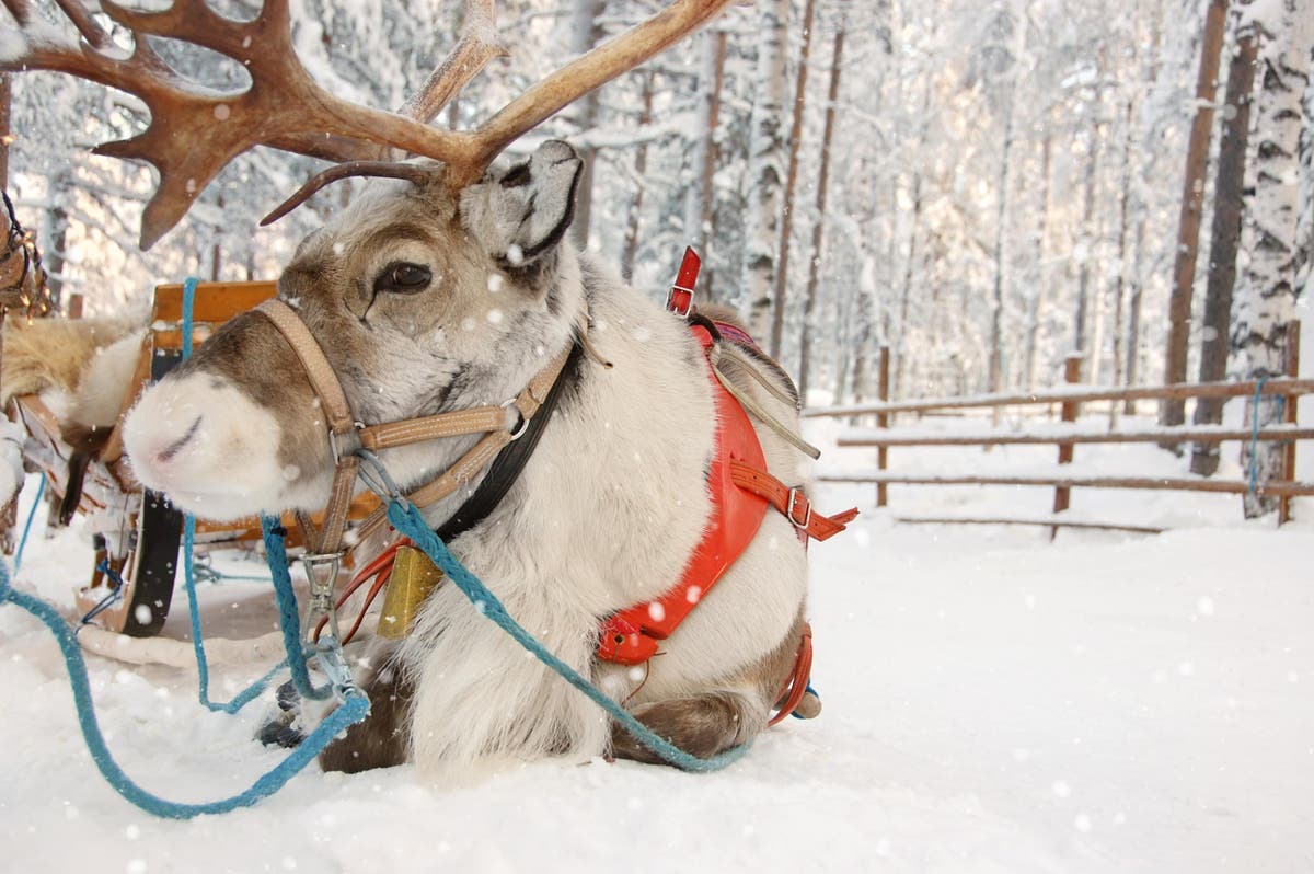 Detail Pics Of Reindeer In Christmas Nomer 12