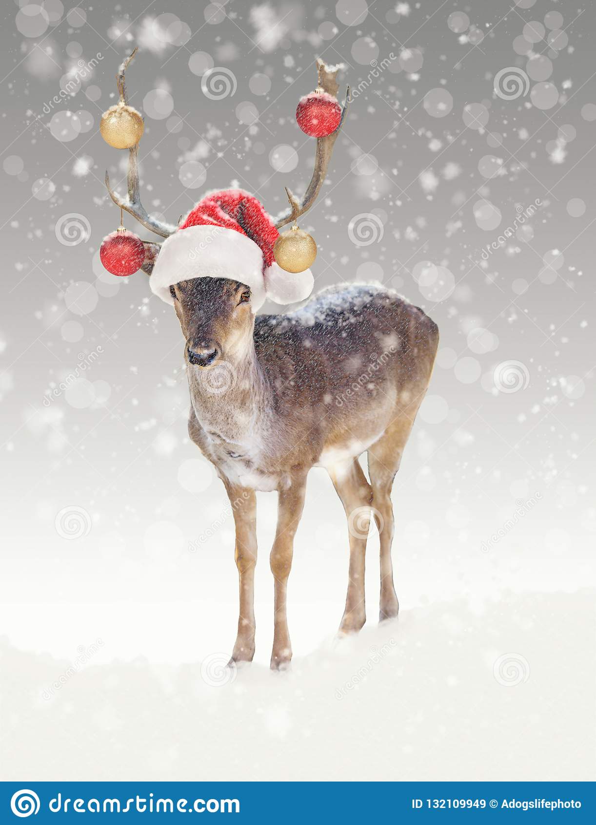 Detail Pics Of Reindeer In Christmas Nomer 3