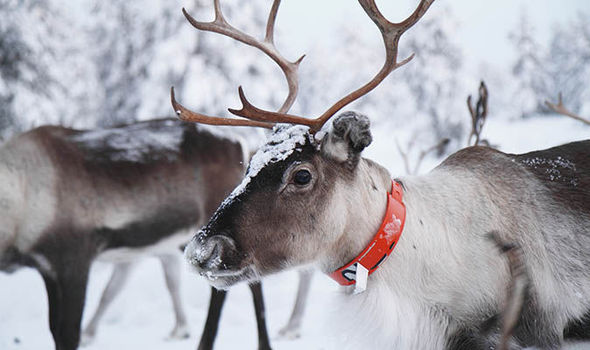 Detail Pics Of Reindeer In Christmas Nomer 30