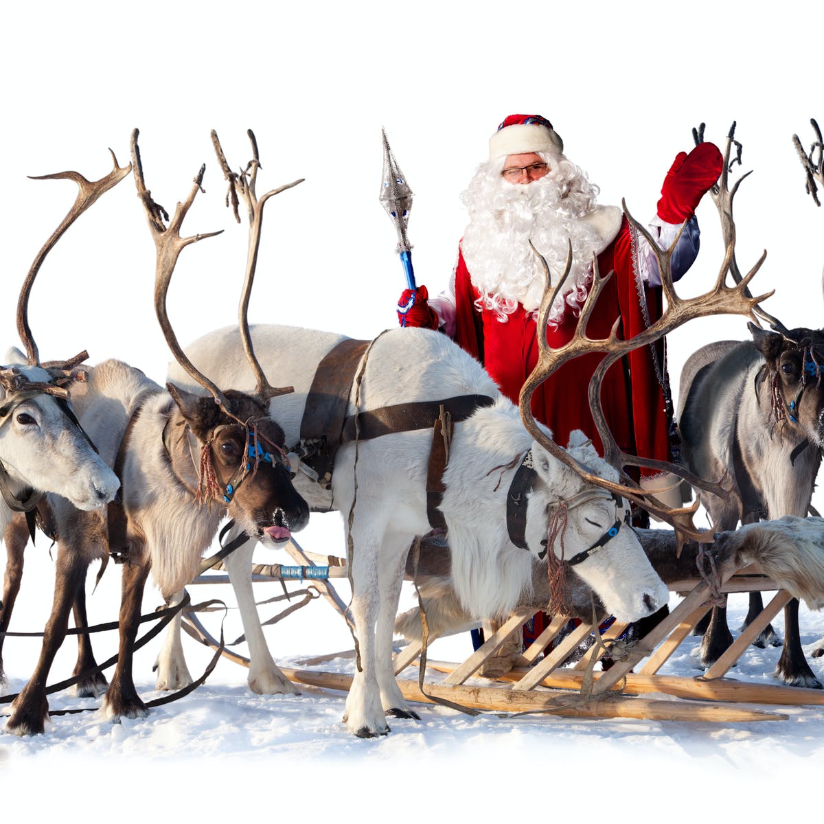 Detail Pics Of Reindeer In Christmas Nomer 48