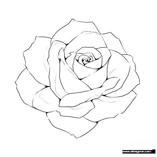 Detail Pics Of Roses Drawings Nomer 12