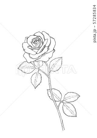 Detail Pics Of Roses Drawings Nomer 21