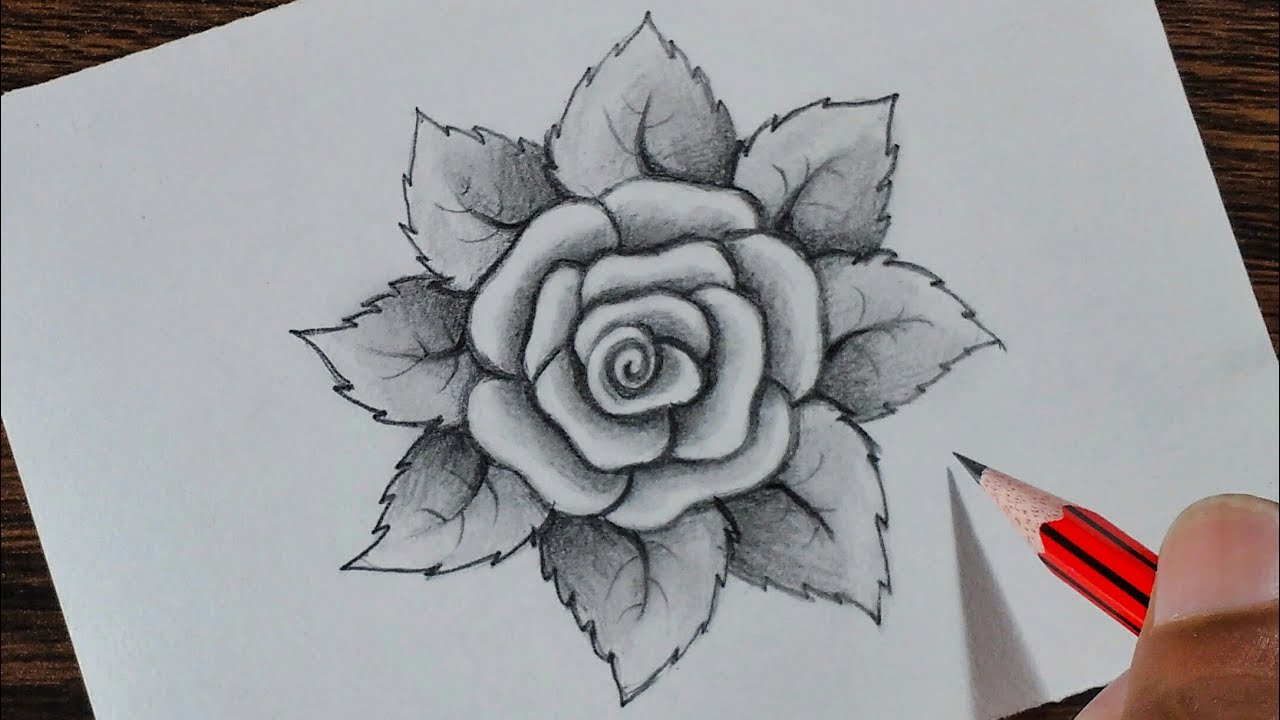 Detail Pics Of Roses Drawings Nomer 29