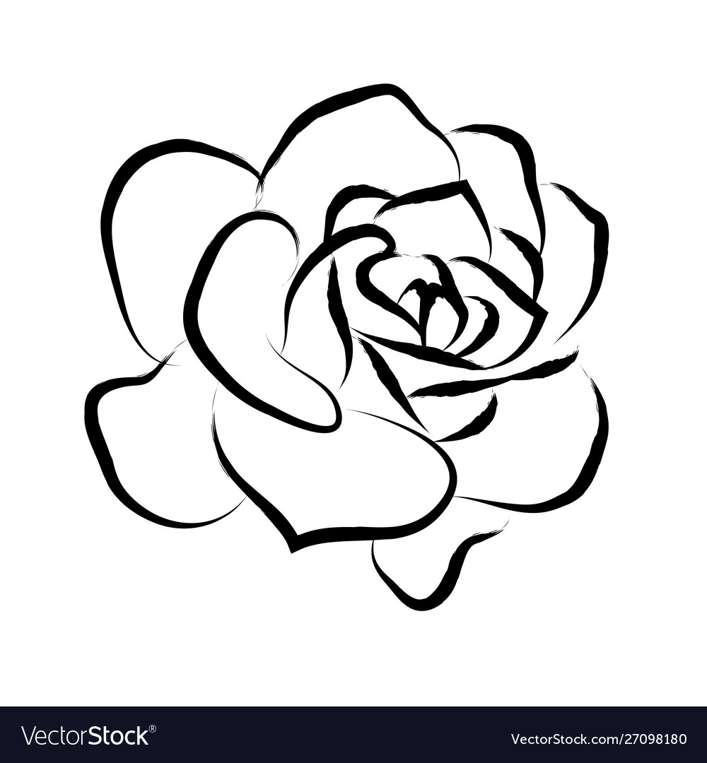 Detail Pics Of Roses Drawings Nomer 32