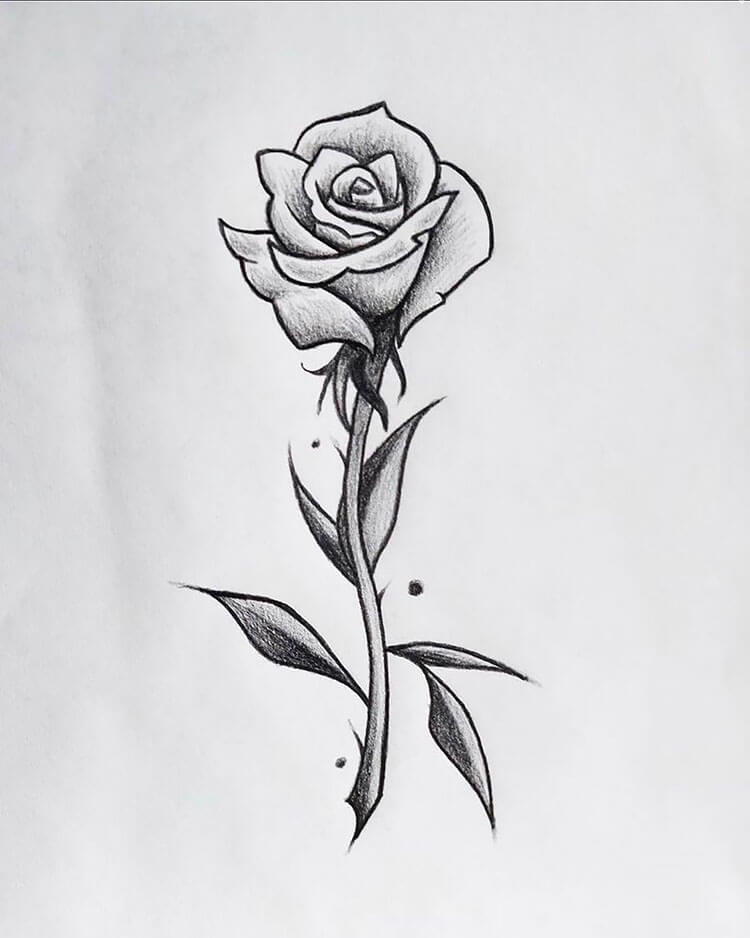 Detail Pics Of Roses Drawings Nomer 40