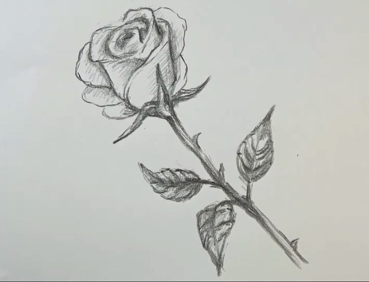 Detail Pics Of Roses Drawings Nomer 41