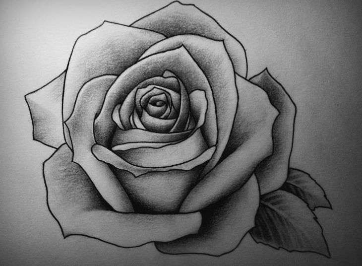Detail Pics Of Roses Drawings Nomer 47