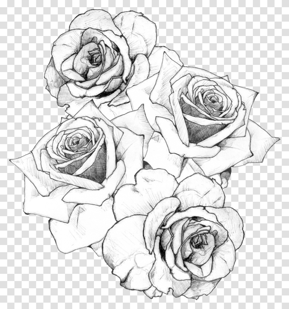 Detail Pics Of Roses Drawings Nomer 54