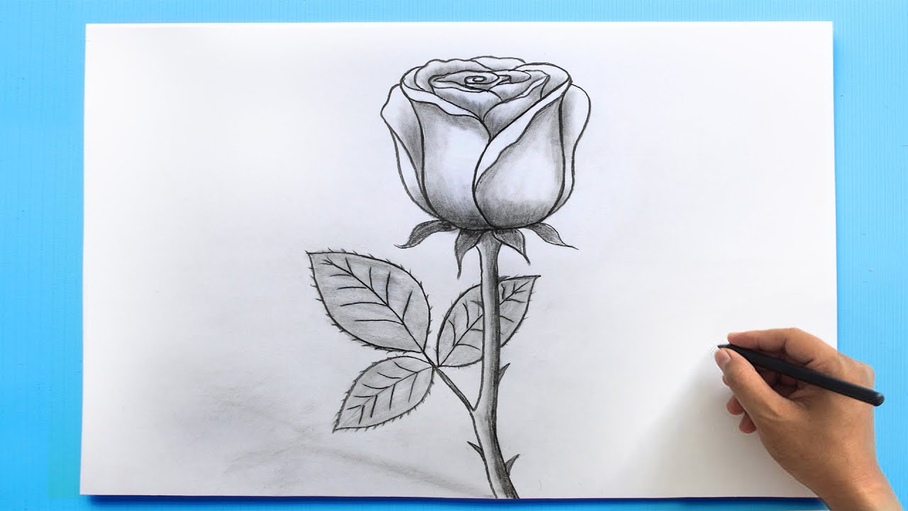 Detail Pics Of Roses Drawings Nomer 6