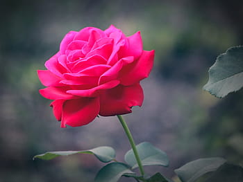 Detail Pics Of Roses To Download Nomer 15