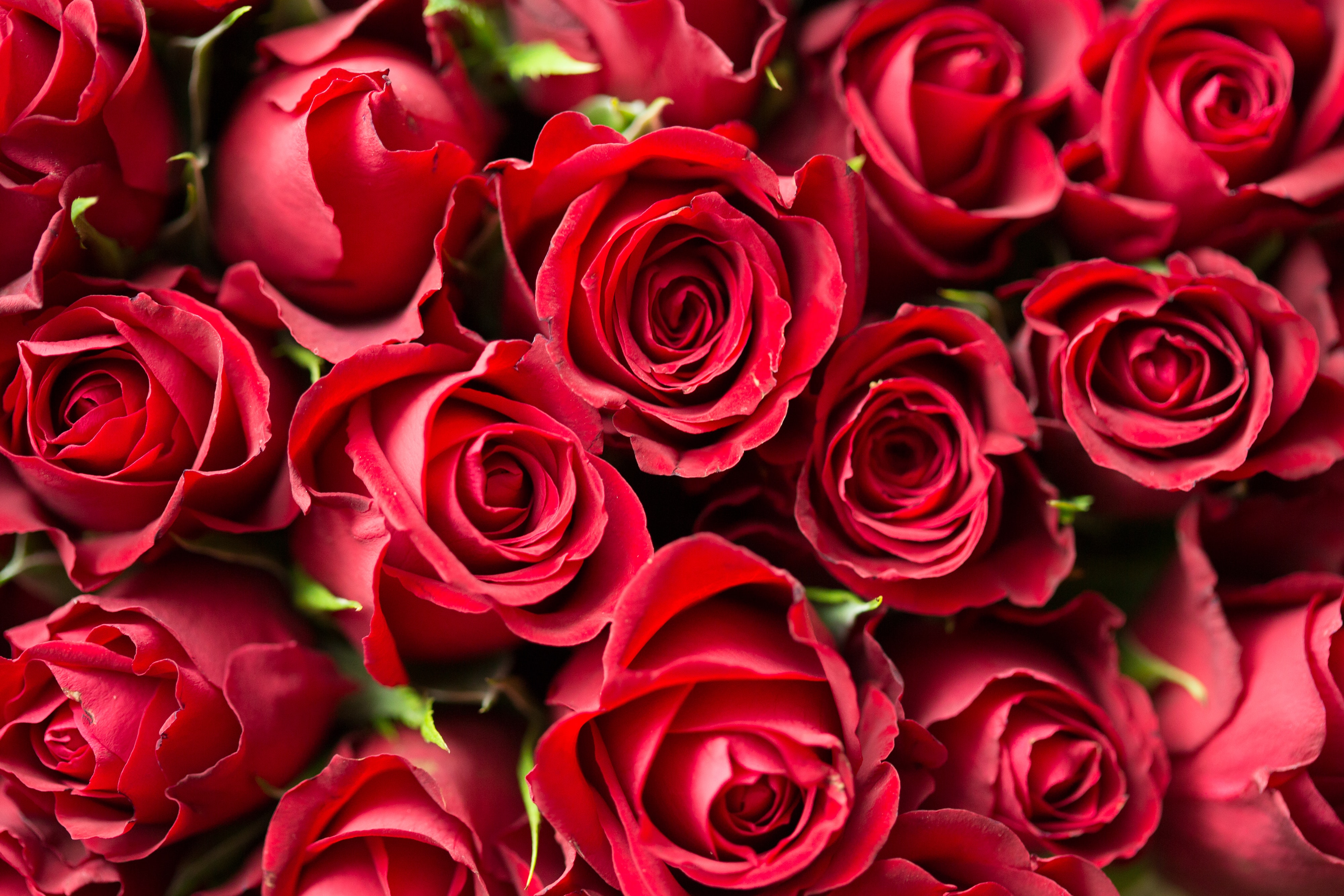 Detail Pics Of Roses To Download Nomer 22