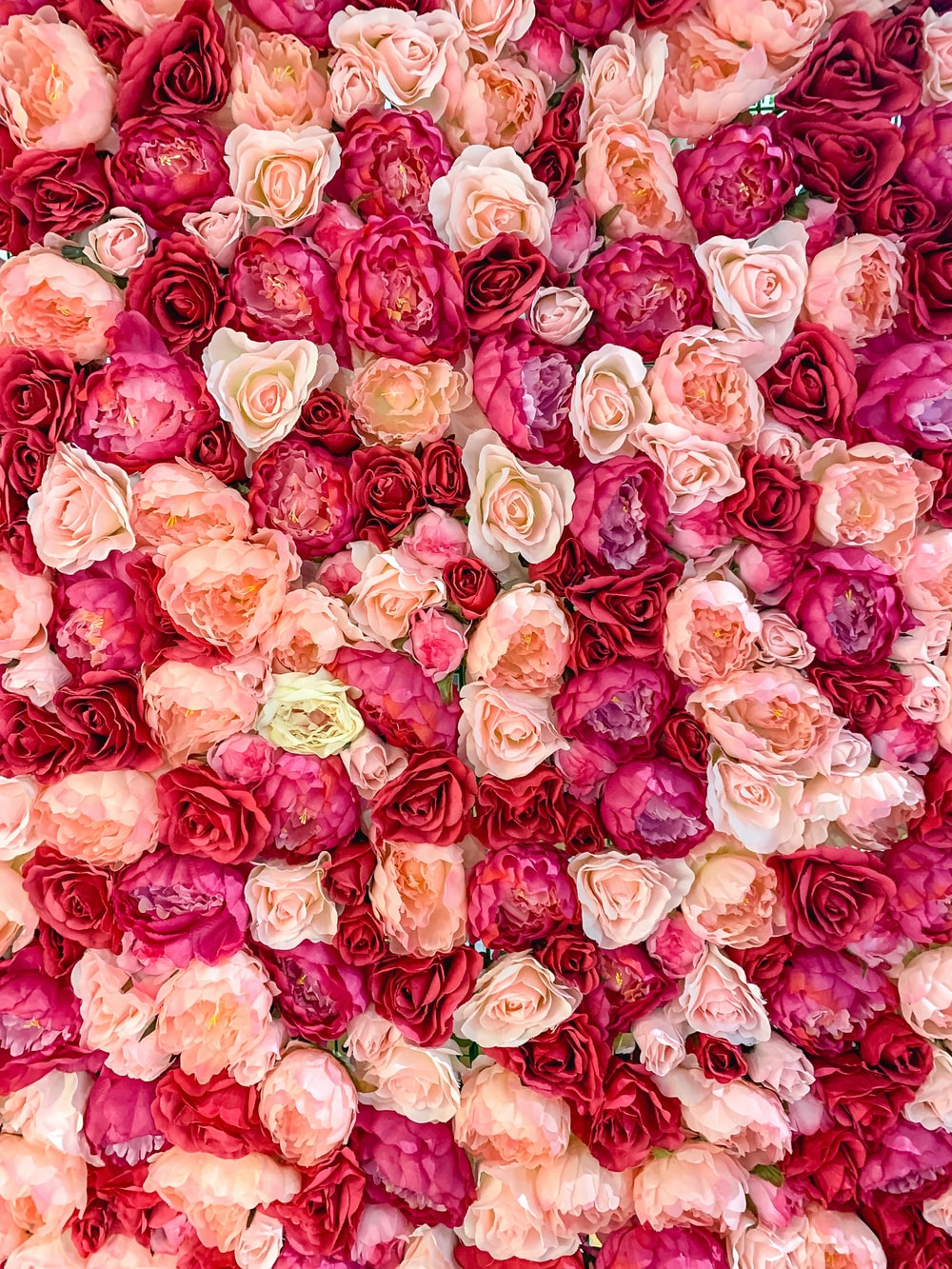 Detail Pics Of Roses To Download Nomer 33