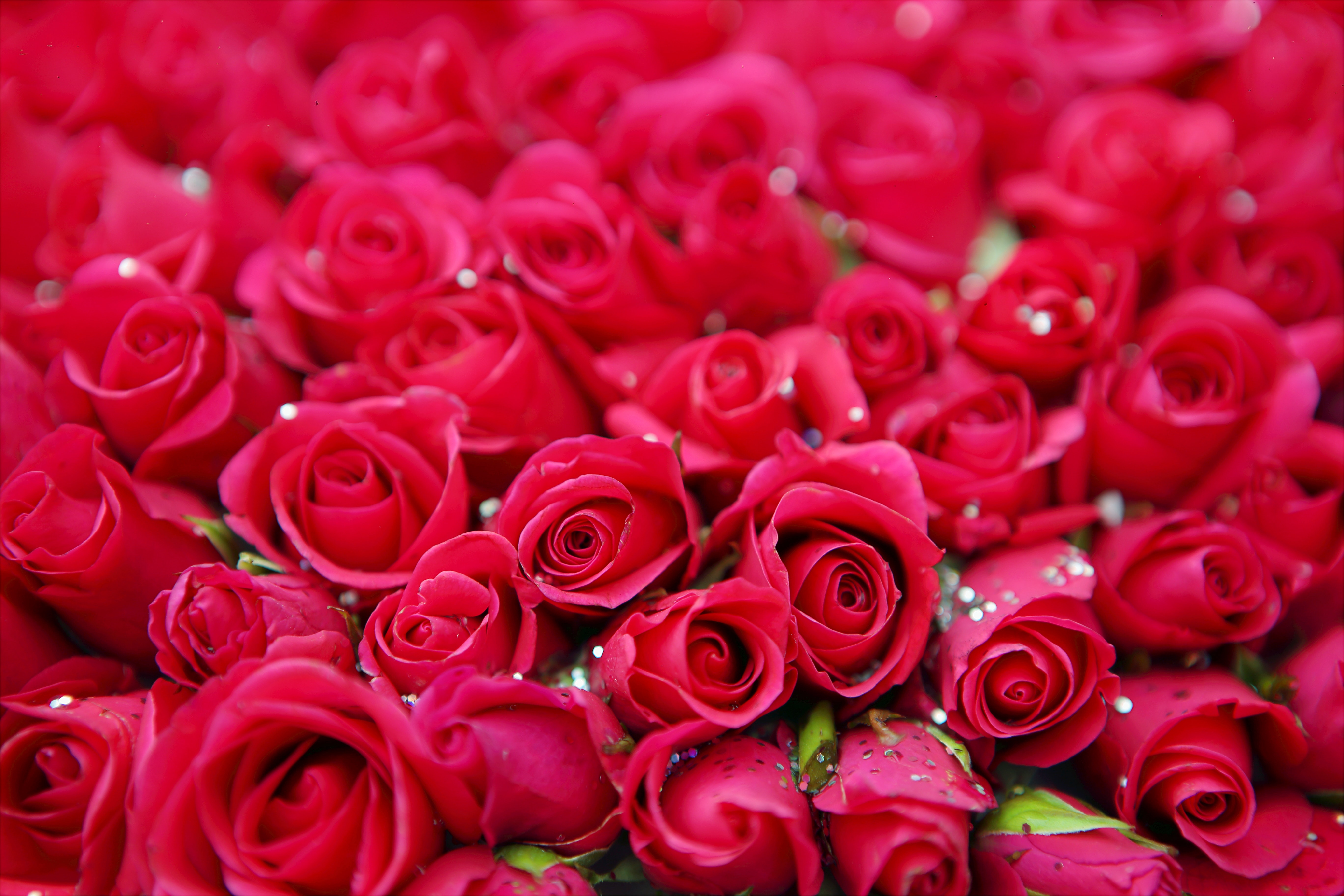 Detail Pics Of Roses To Download Nomer 5
