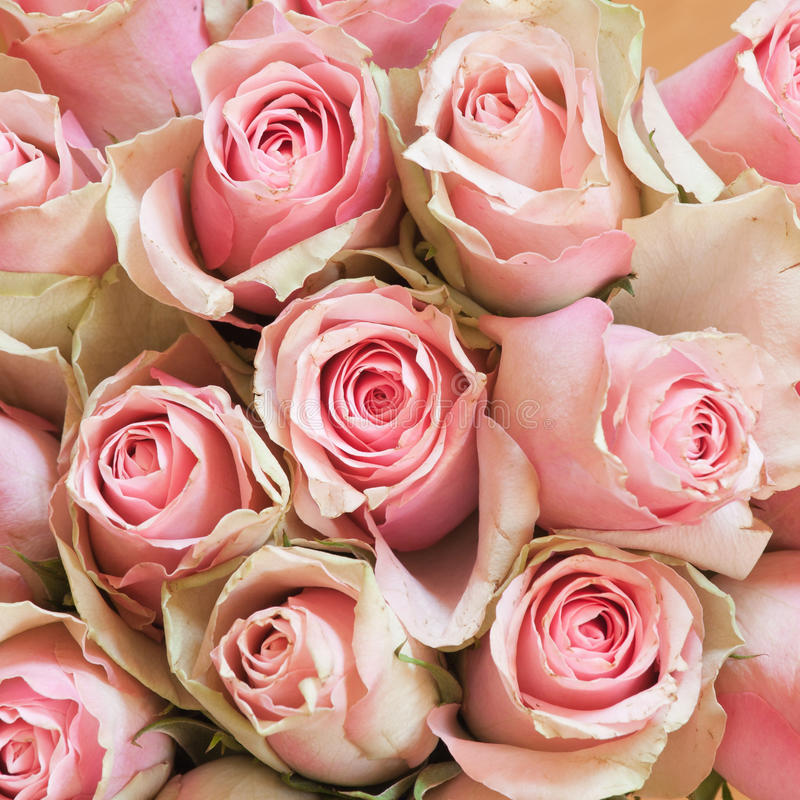 Detail Pics Of Roses To Download Nomer 41