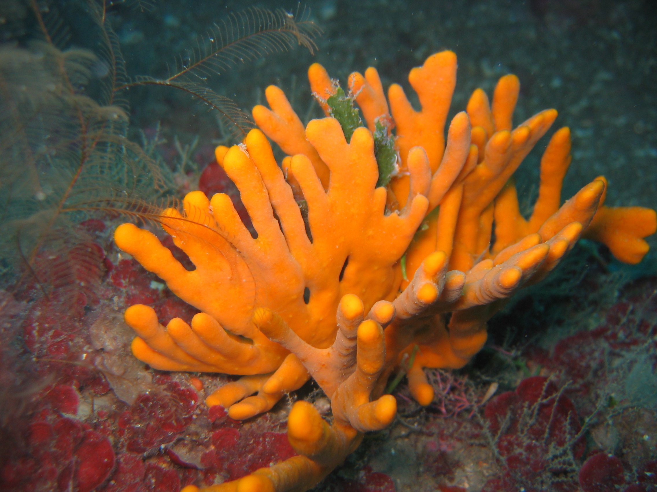 Detail Pics Of Sea Sponges Nomer 16