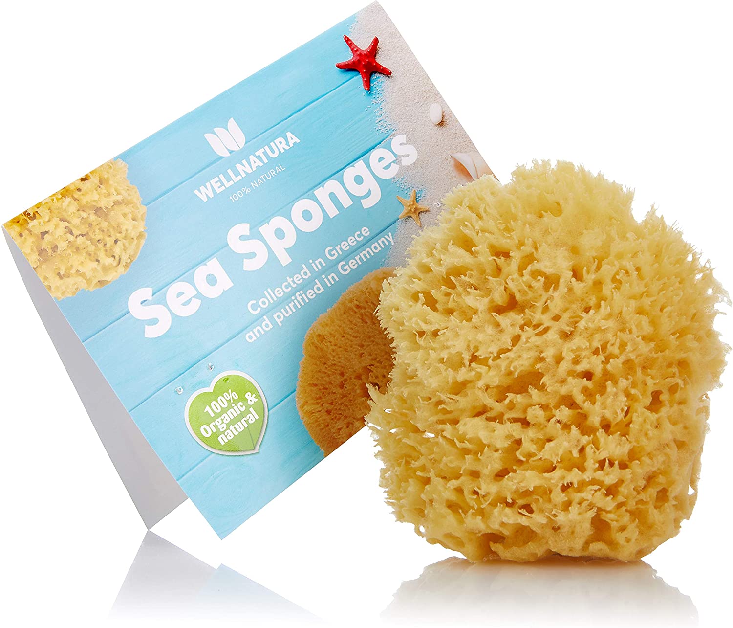 Detail Pics Of Sea Sponges Nomer 18