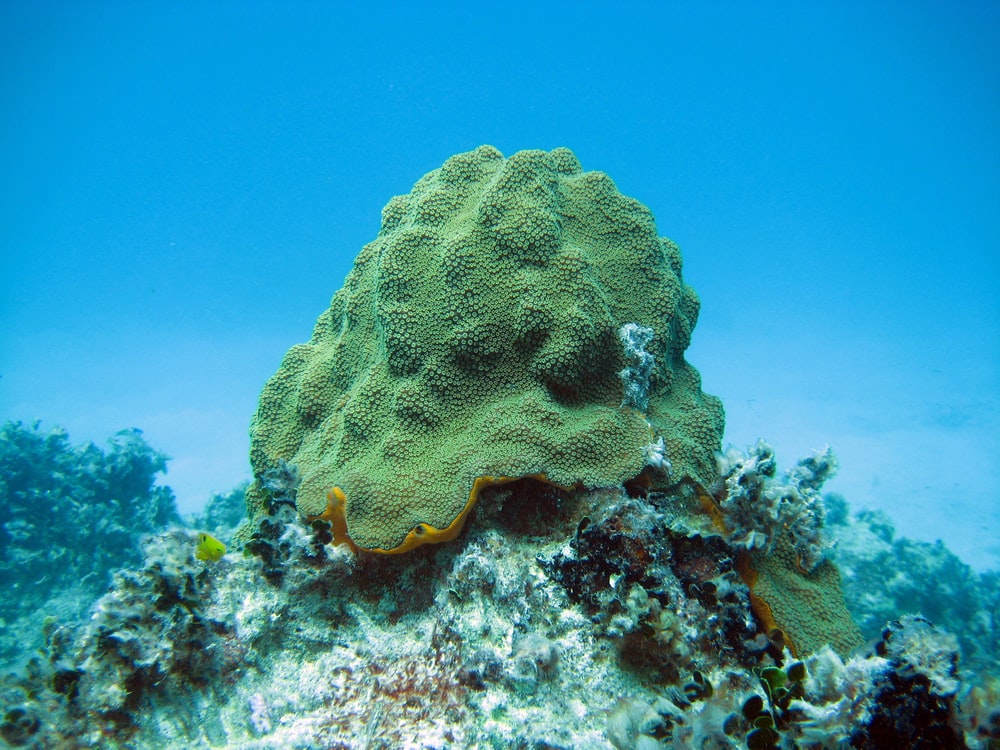 Detail Pics Of Sea Sponges Nomer 21