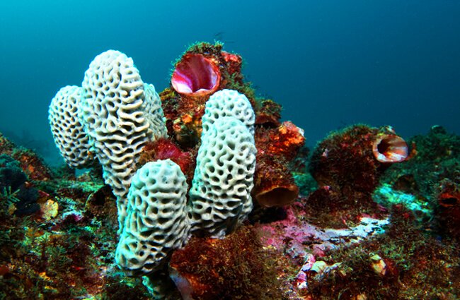 Detail Pics Of Sea Sponges Nomer 24