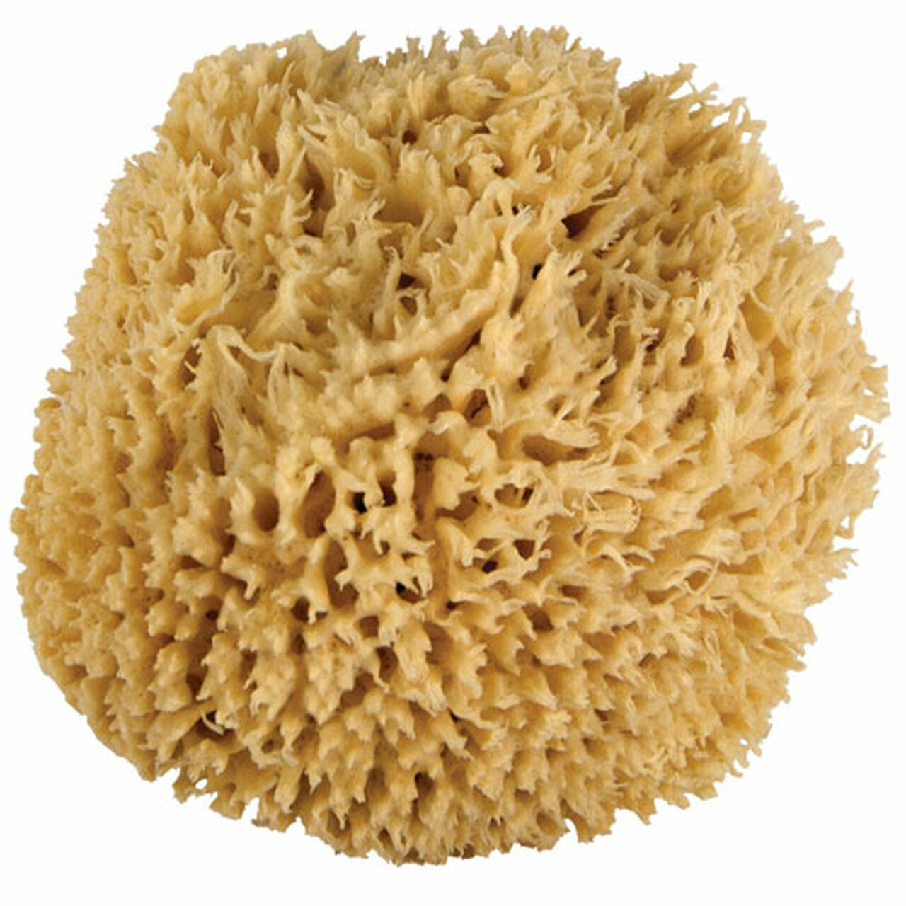 Detail Pics Of Sea Sponges Nomer 25