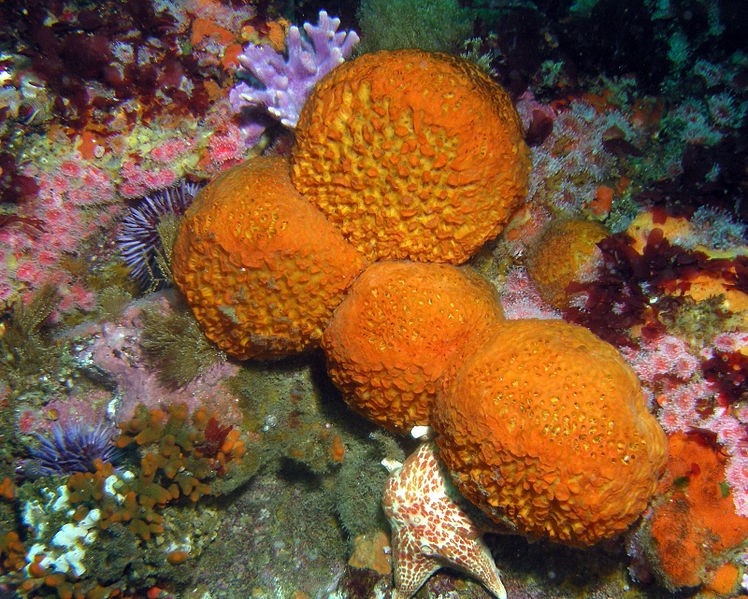 Detail Pics Of Sea Sponges Nomer 30