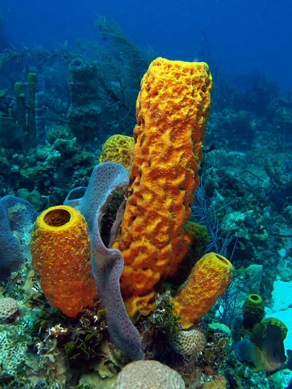 Detail Pics Of Sea Sponges Nomer 5