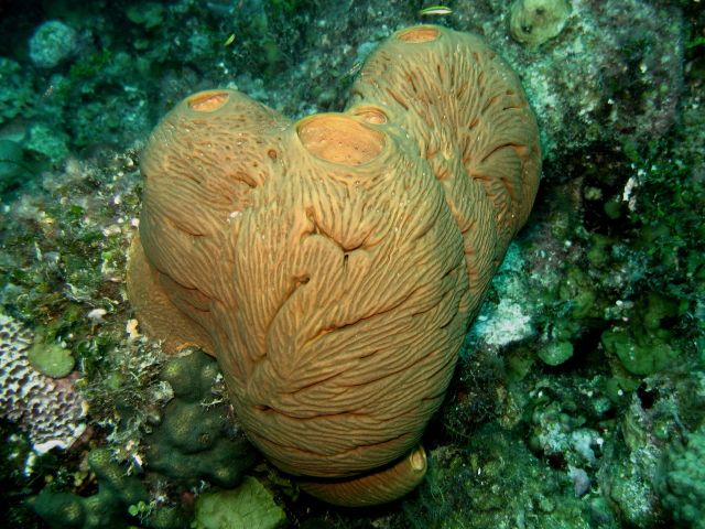 Detail Pics Of Sea Sponges Nomer 45