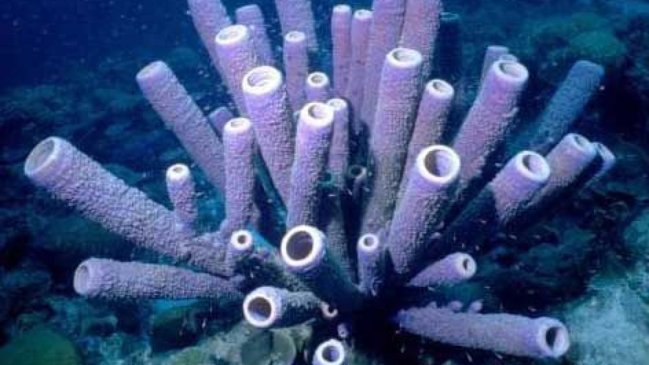 Detail Pics Of Sea Sponges Nomer 46