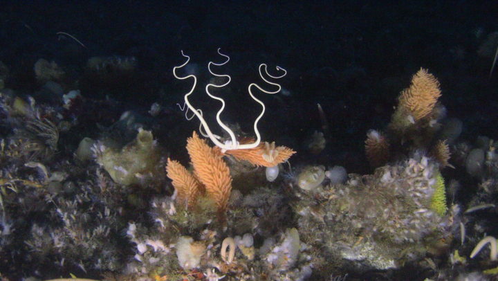 Detail Pics Of Sea Sponges Nomer 48