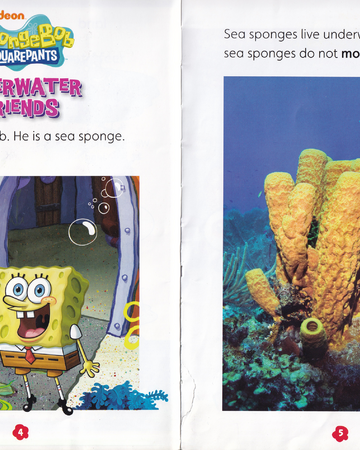 Detail Pics Of Sea Sponges Nomer 49