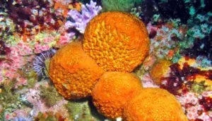 Detail Pics Of Sea Sponges Nomer 52