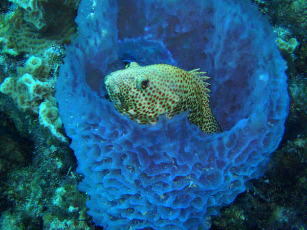 Detail Pics Of Sea Sponges Nomer 54