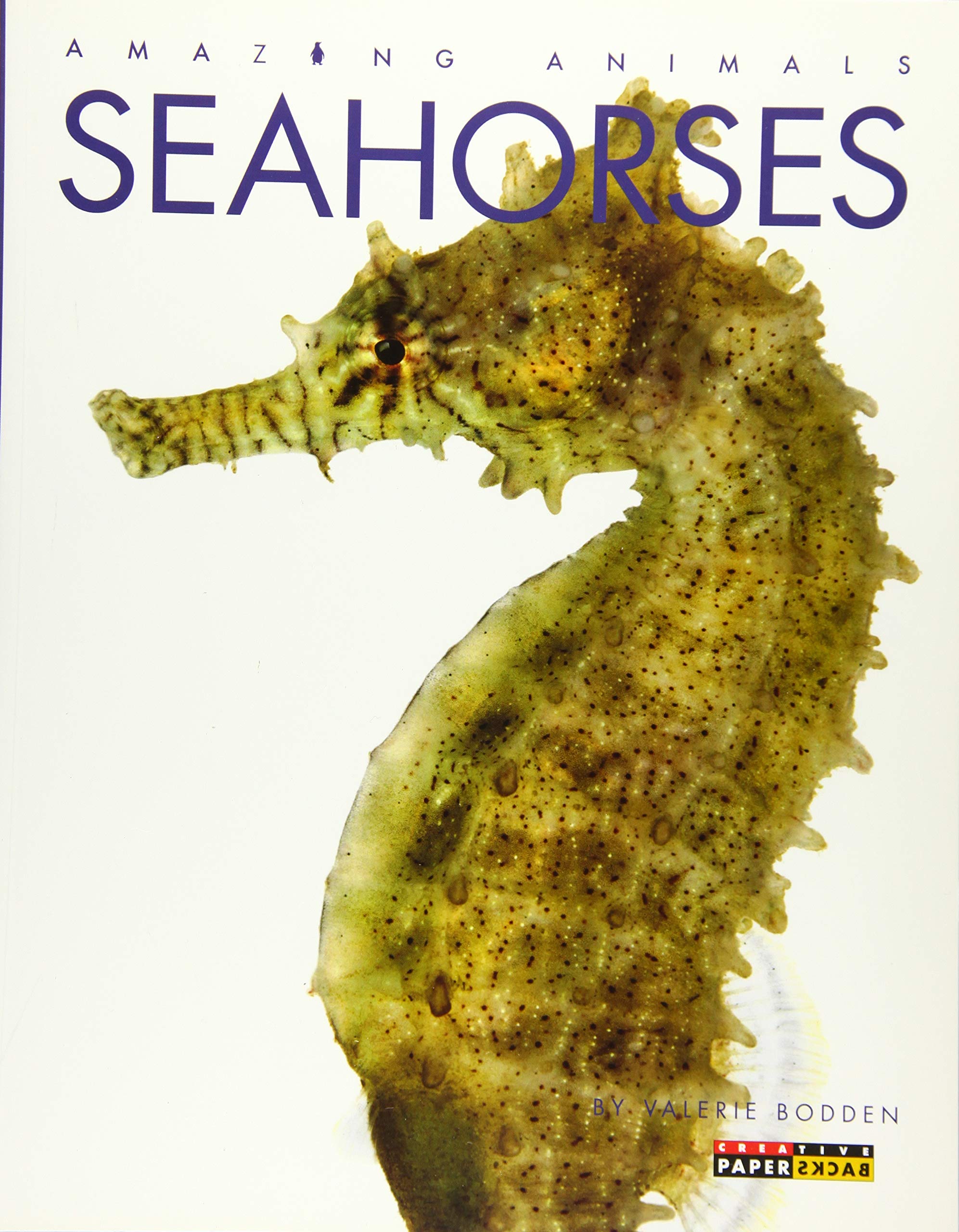 Detail Pics Of Seahorses Nomer 29