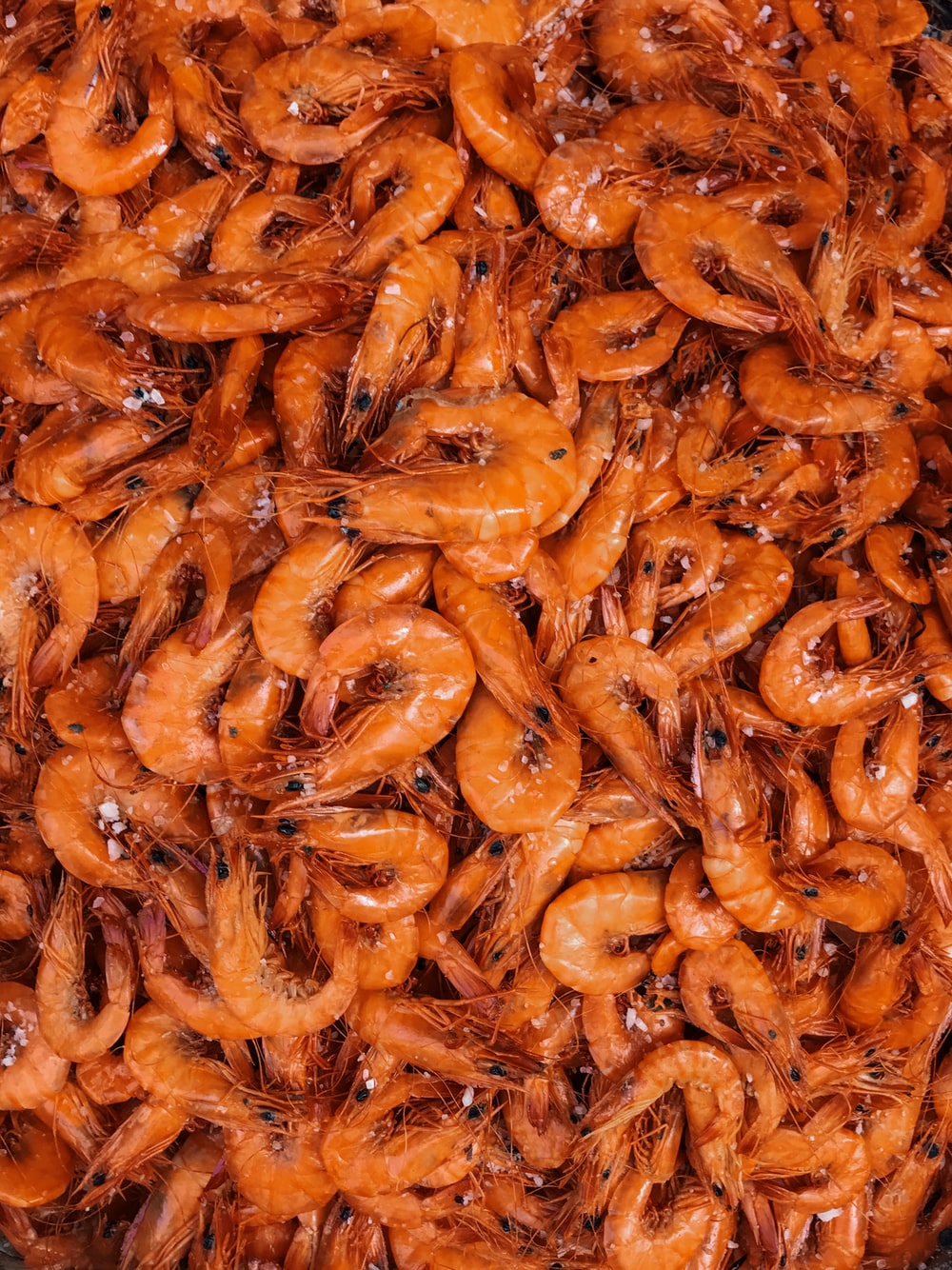 Detail Pics Of Shrimps Nomer 11