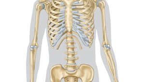 Detail Pics Of Skeleton Nomer 40
