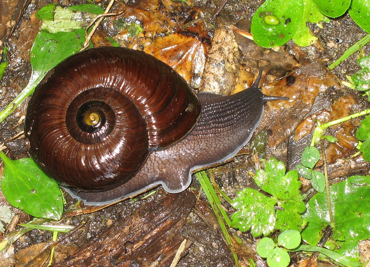 Detail Pics Of Snails Nomer 25