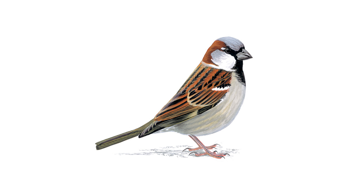 Detail Pics Of Sparrow Bird Nomer 2