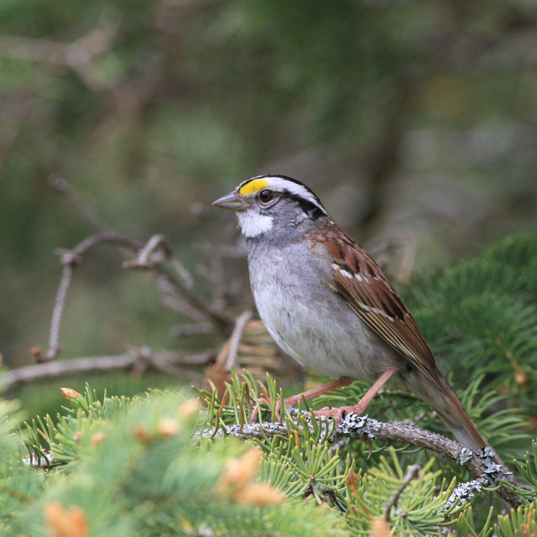 Detail Pics Of Sparrow Bird Nomer 24