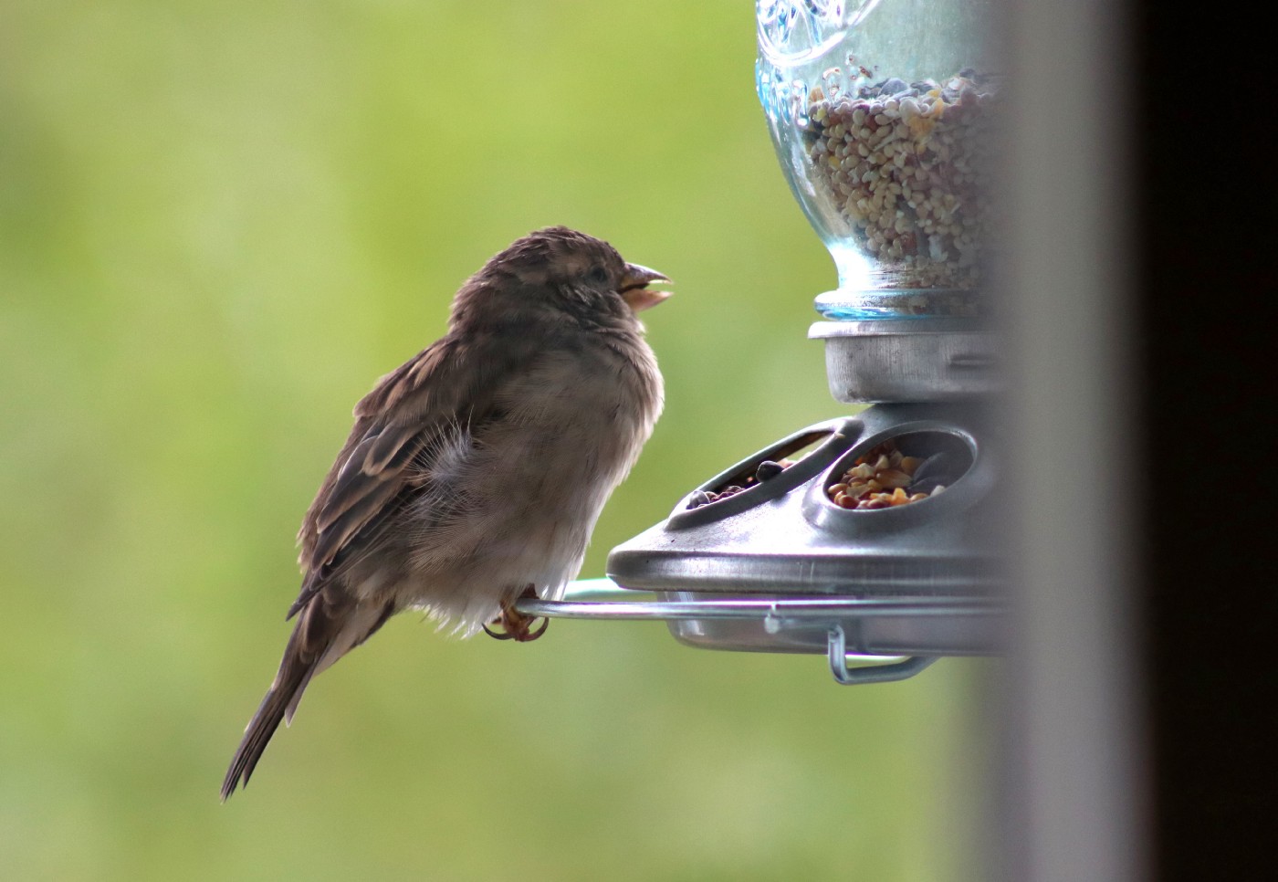 Detail Pics Of Sparrow Bird Nomer 28